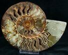 Gorgeous Cut & Polished Ammonite #6872-3